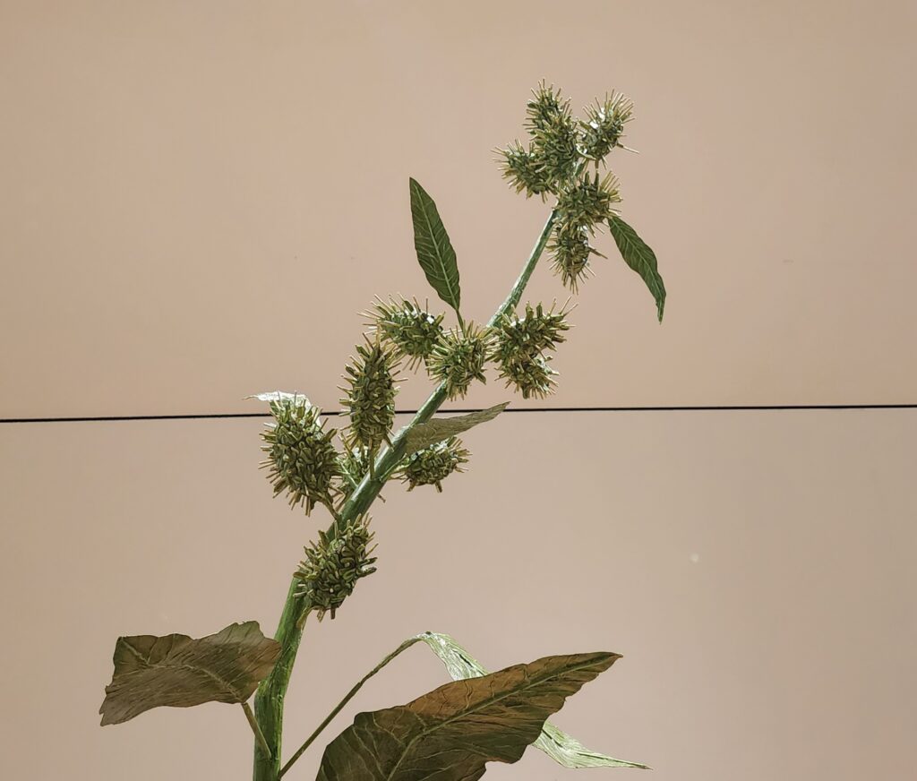 Image of a green plant, with leaves and needles